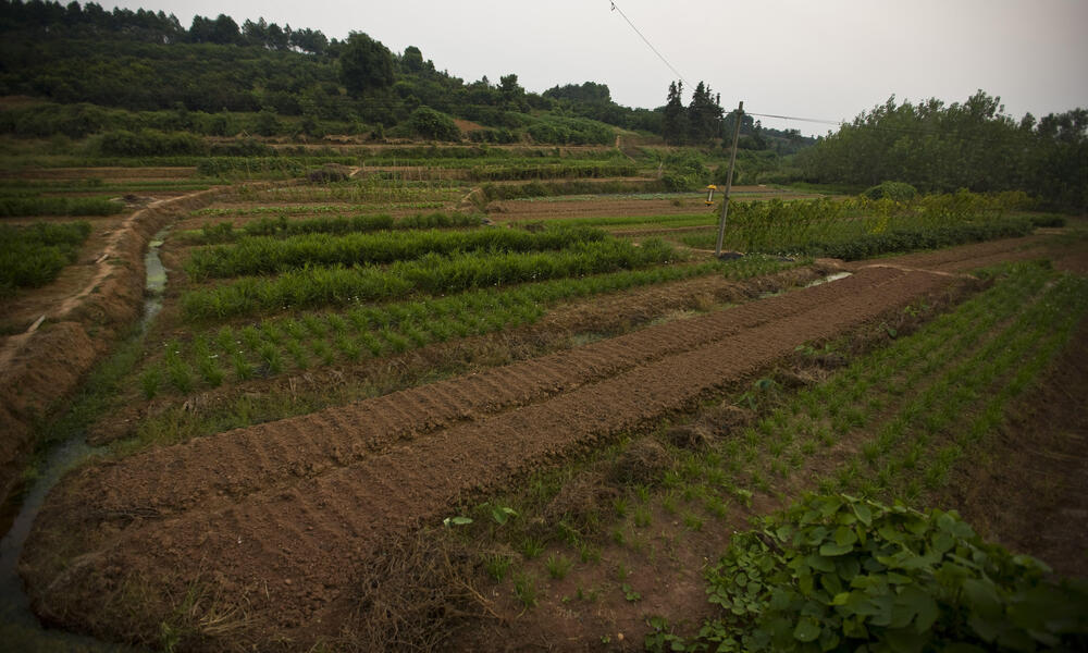 Agriculture and Farming